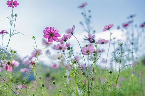 踊るように咲く 踊るように咲く コスモス,観光,田舎の写真素材