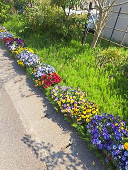 色とりどりの花 色とりどりの花の写真