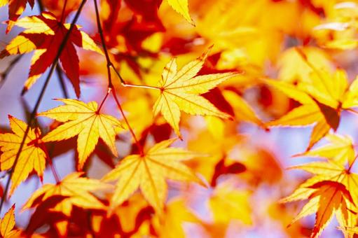 紅葉2 秋,紅葉,枯葉の写真素材