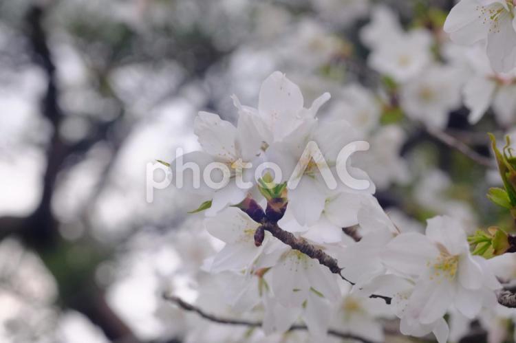 さくら 桜,サクラ,さくらの写真素材