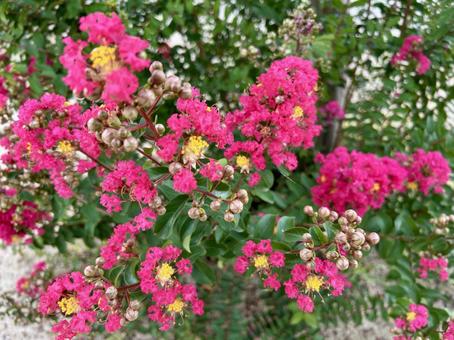 サルスベリ(百日紅)の赤い花 サルスベリ(百日紅)の赤い花 サルスベリ,百日紅,花の写真素材