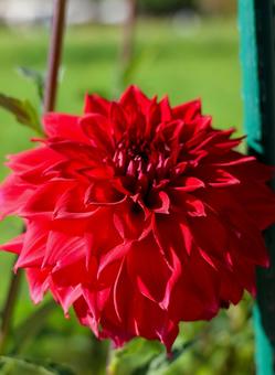 ダリア ダリアの写真