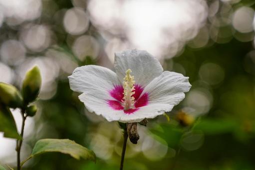 雨上がりに濡れた白いムクゲの花 雨上がりに濡れた白いムクゲの花の写真