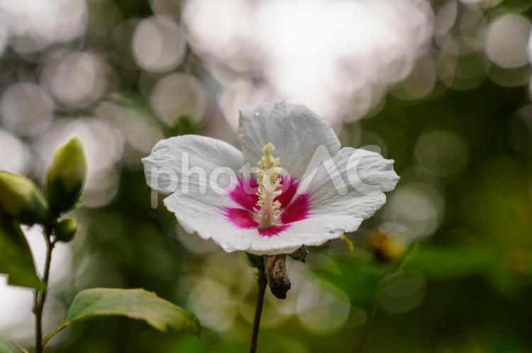 雨上がりに濡れた白いムクゲの花 花,植物,ハイビスカスの写真素材