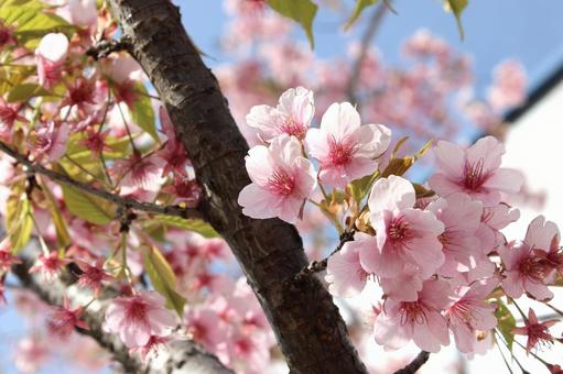 河津桜 河津桜の写真