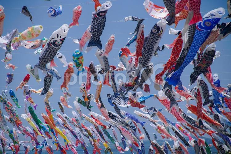高槻市の芥川の鯉のぼり 5月,初夏,晩春の写真素材