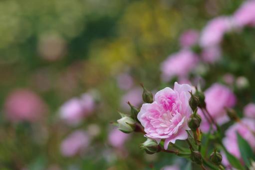 霊山寺バラ園 夢乙女 薔薇 ピンクの花 霊山寺バラ園 夢乙女 薔薇 ピンクの花の写真