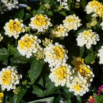 Lantana Flower Gem Yellow Topaz, JPG
