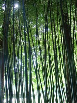 竹林を行く 竹林を行くの写真