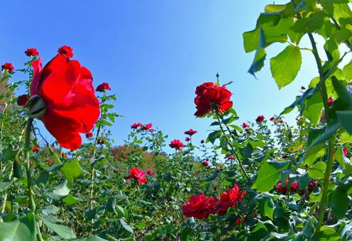 真っ赤なバラ 空,赤い,自然の写真素材