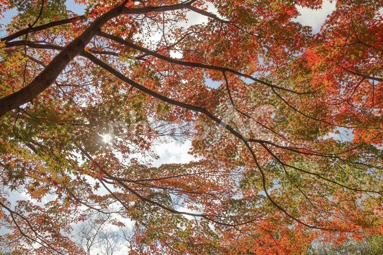 長崎の長崎公園のモミジ04 紅葉,秋,もみじの写真素材