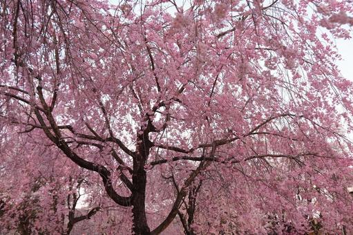 桜 桜の写真