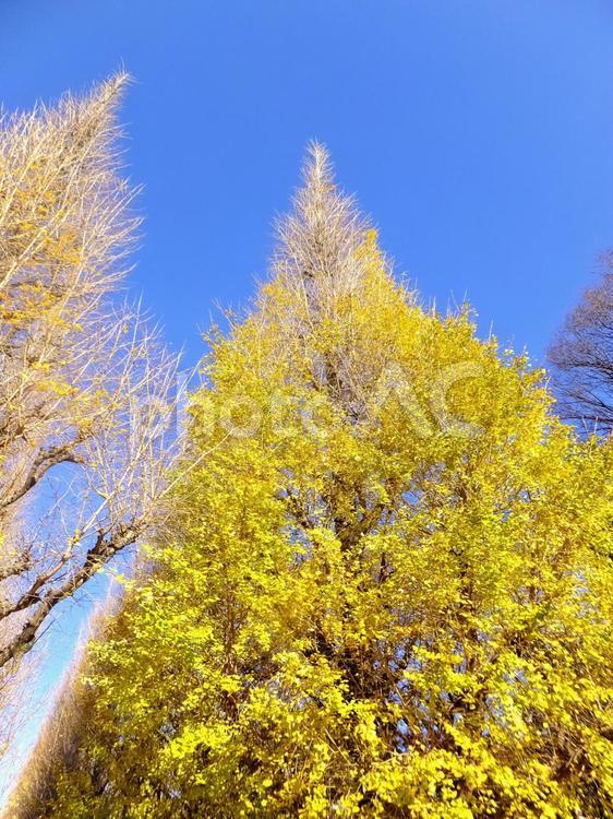 明治神宮外苑の紅葉した銀杏 銀杏,秋,晩秋の写真素材