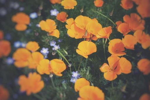 淡い カリフォルニアポピー 淡い カリフォルニアポピーの写真