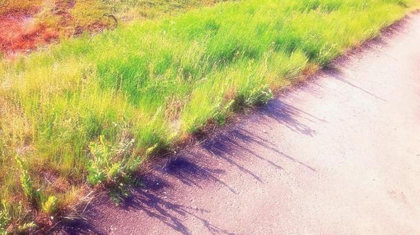 伸びる草の影 伸びる草の影の写真