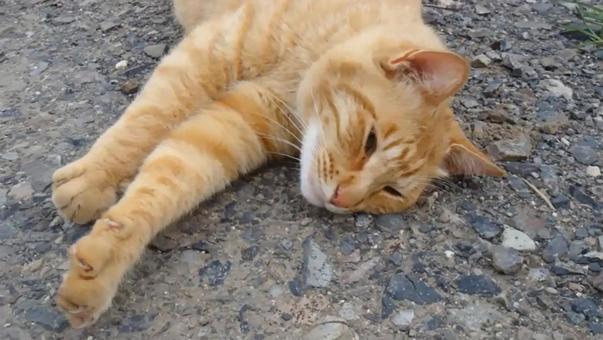近所の野良猫 9 近所の野良猫 9の写真