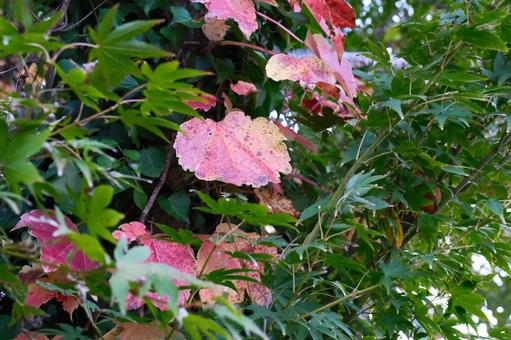 紅く紅葉した葉 紅く,紅葉,葉の写真素材