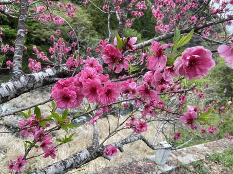 山郷に咲く赤い桜 山郷に咲く赤い桜の写真
