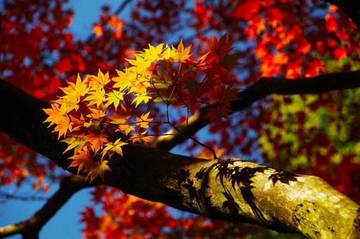 鮮やかな紅葉 鮮やかな紅葉 紅葉,秋,天気の写真素材