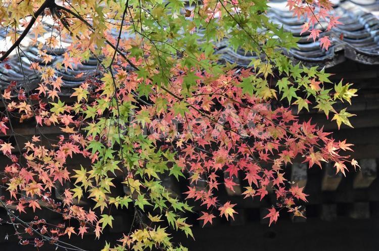 紅葉 葉,秋,木の写真素材