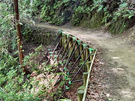 夏の高尾山　四号路　ハイキングコース 四号路,ハイキングコース,森の写真素材