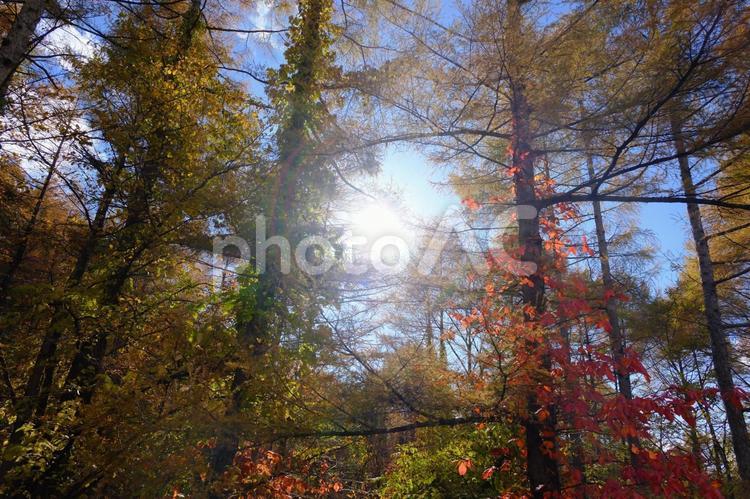 ハーターマウンテンの紅葉 紅葉,秋,自然の写真素材