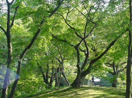 岡山後楽園 岡山後楽園 岡山,後楽園,庭園の写真素材