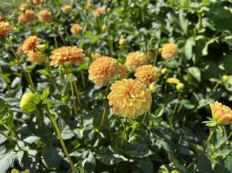 ダリア ダリア 札幌,百合が原公園,観光名所の写真素材