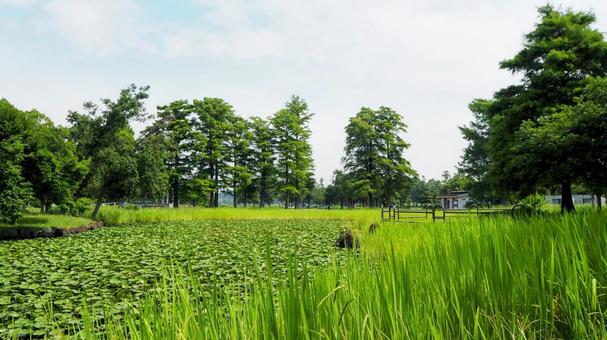 Summer Mizumoto Park, green water lily pond and wild grass, Katsushika Ward, JPG
