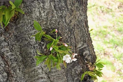 桜 桜,さくら,春の写真素材