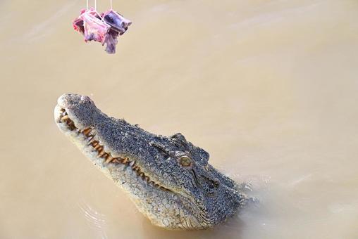 獲物を狙うクロコダイル 獲物を狙うクロコダイル クロコダイル,ワイルド,魅惑の写真素材