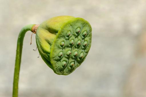 Photo, lotus, receptacle, species, 
