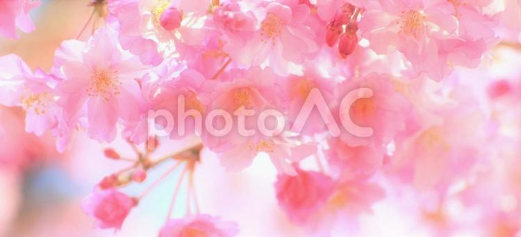 桜の花のフレーム、シダレザクラのヘッダー さくら,サクラ,桜の写真素材