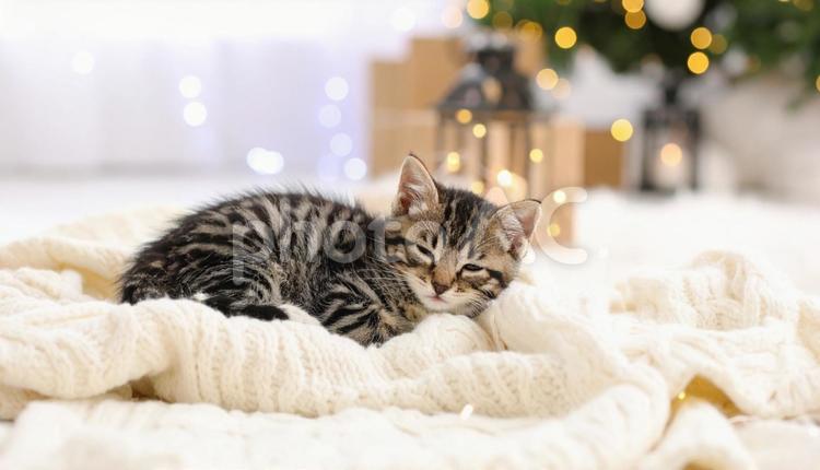 家の中の猫 ねこ,猫,ネコの写真素材