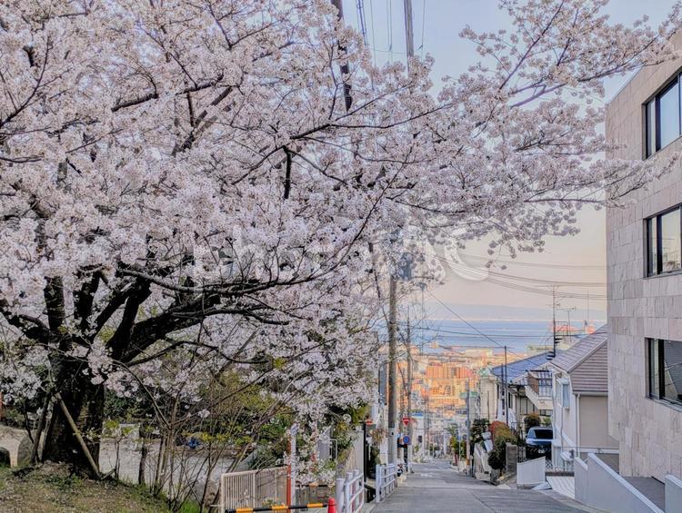 神戸の街を見下ろす桜 近畿,関西,地方の写真素材