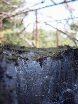 霜柱 霜柱 霜柱,霜,氷の写真素材