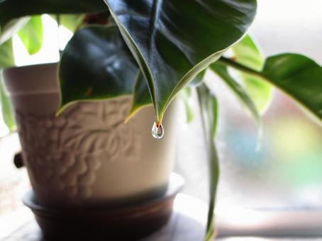 Photo, natural, cultivation, drop, 