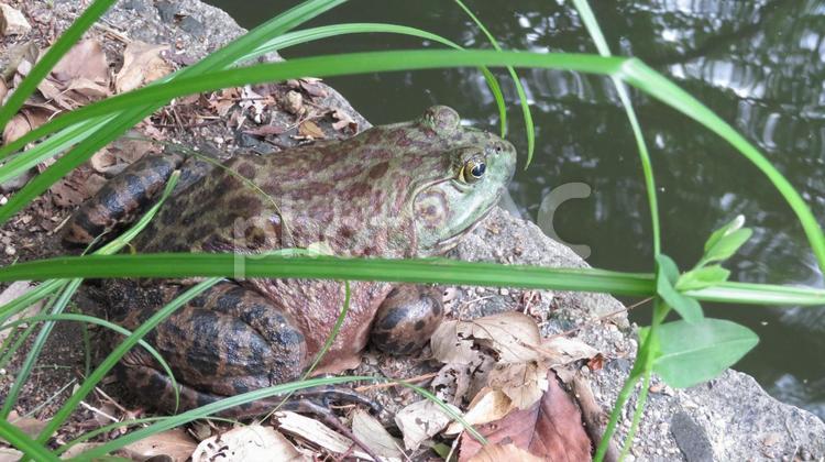 西尾城　城跡に居たウシガエル 西尾城,ウシガエル,食用ガエルの写真素材