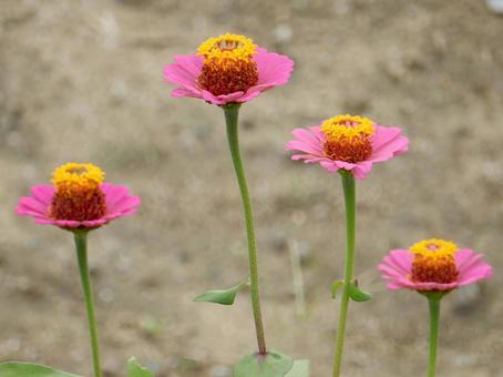 【花の写真】 ヒャクニチソウ（百日草） 百日草,ヒャクニチソウ,キク科の写真素材