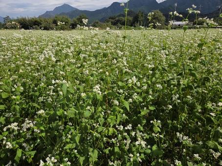 蕎麦の花 蕎麦の花 そばの花,そば,蕎麦の写真素材