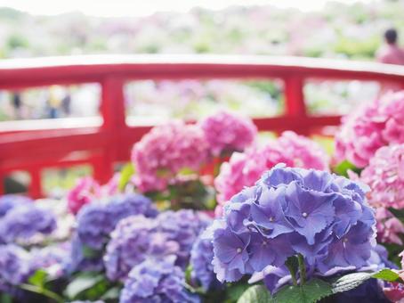 紫陽花と橋の写真