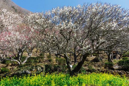 青空に映える満開の白梅 梅,迎春,梅の花の写真素材