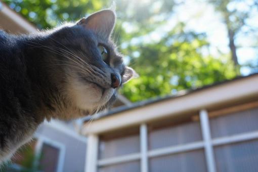 見つめる猫 見つめる猫の写真
