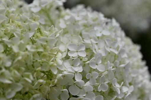 白く清楚で可愛らしい花のアジサイ 白く清楚で可愛らしい花のアジサイの写真