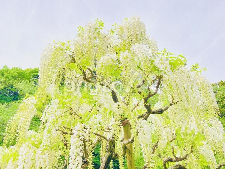 美しい白藤 美しい白藤 春,藤,フジの写真素材