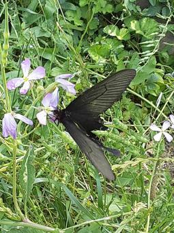 花にとまるジャコウアゲハの写真