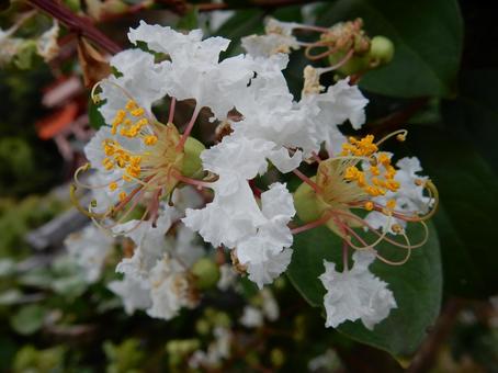【花の写真】白い百日紅の花 【花の写真】白い百日紅の花の写真