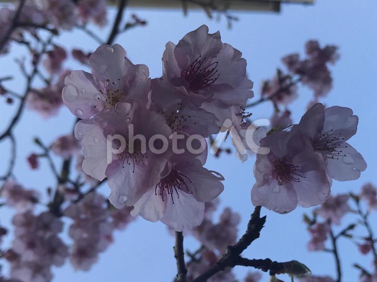 濡れた桜 春,サクラ,木漏れ日の写真素材