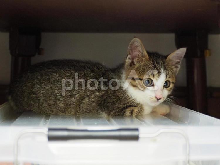 野良猫の赤ちゃん一時保護 ねこ,猫,ネコの写真素材