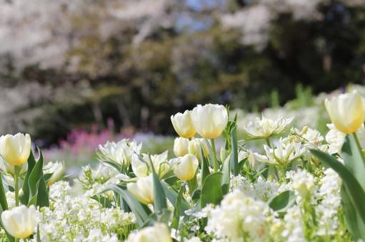 春の風景 春の風景の写真